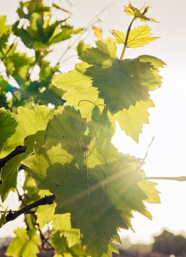 leaf